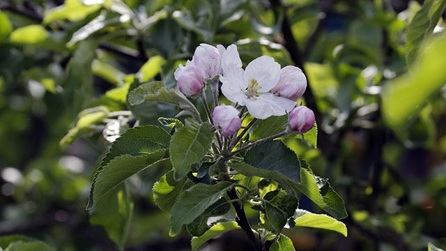 1. Mai 2013: Apfelblüte im Rhein-Main-Gebiet.