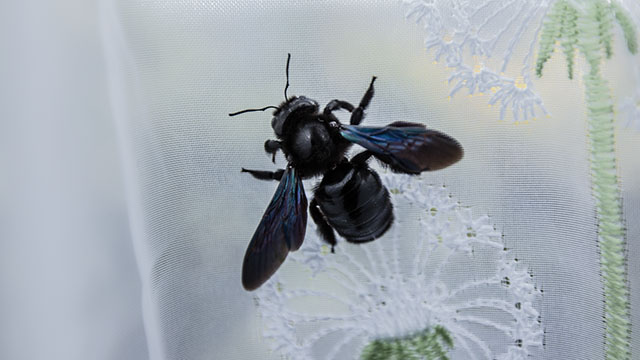 Die Große oder Blaue Holzbiene (Xylocopa violacea) ist eine Biene aus der Gattung der Holzbienen (Xylocopa) innerhalb der Familie der Apidae. | Text: Wikipedia | Foto: Sabrina | CC-BY-SA