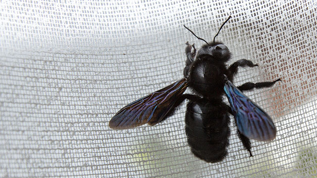 Die Große oder Blaue Holzbiene (Xylocopa violacea) ist eine Biene aus der Gattung der Holzbienen (Xylocopa) innerhalb der Familie der Apidae. | Text: Wikipedia | Foto: Sabrina | CC-BY-SA