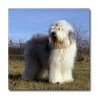 Old English Sheepdog, Bobtail, Luigi, Snowboots Jesse James