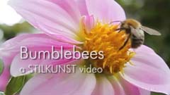 Video Bumblebees