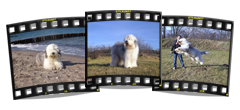 Luigi, Snowboots Jesse James | Old English Sheepdog | Bobtail