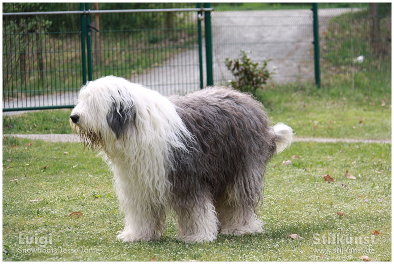 Luigi beim Bogensport | Foto 16