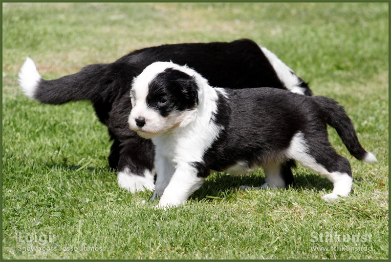 Luigi & Fibi:Puppies