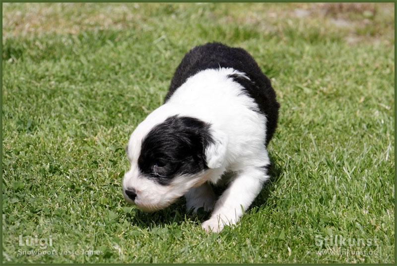 Luigi & Fibi:Puppies