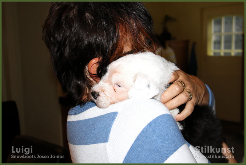 Luigi & Fibi:Puppies