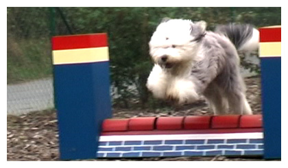 Luigi beim Agility-Turnier