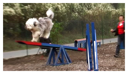 Luigi beim Agility-Turnier