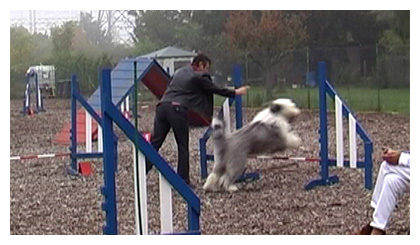 Luigi beim Agility-Turnier