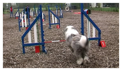 Luigi beim Agility-Turnier