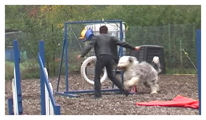 Luigi beim Agility-Turnier