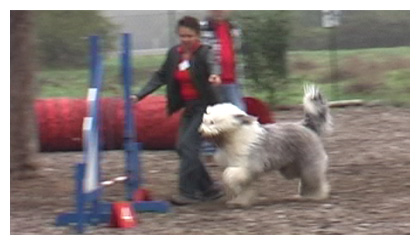 Luigi beim Agility-Turnier