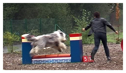 Luigi beim Agility-Turnier