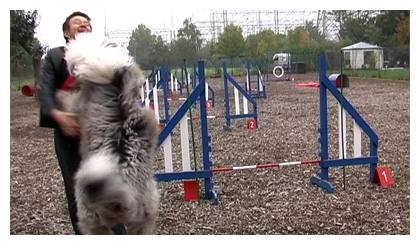 Luigi beim Agility-Turnier