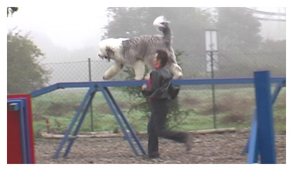 Luigi beim Agility-Turnier