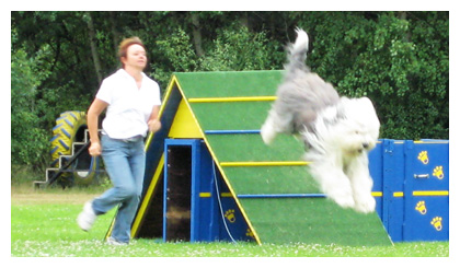 Luigi beim Turnier-Hunde-Sport