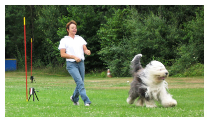 Luigi beim Turnier-Hunde-Sport