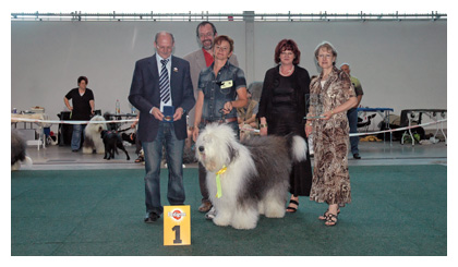 Luigi auf einer Bobtail-Ausstellung