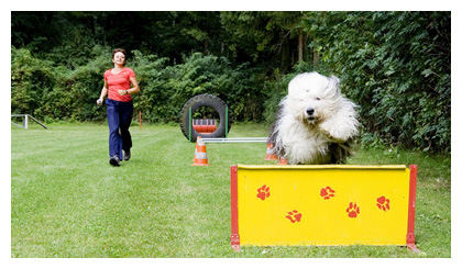 Luigi beim Turnier-Hunde-Sport