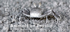 Tierwelt auf Praslin