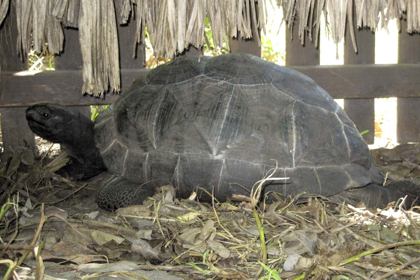 Bild 2: Riesenschildkröte | Tortoise