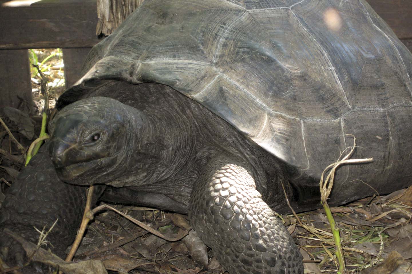 Bild 3: Riesenschildkröte | Tortoise