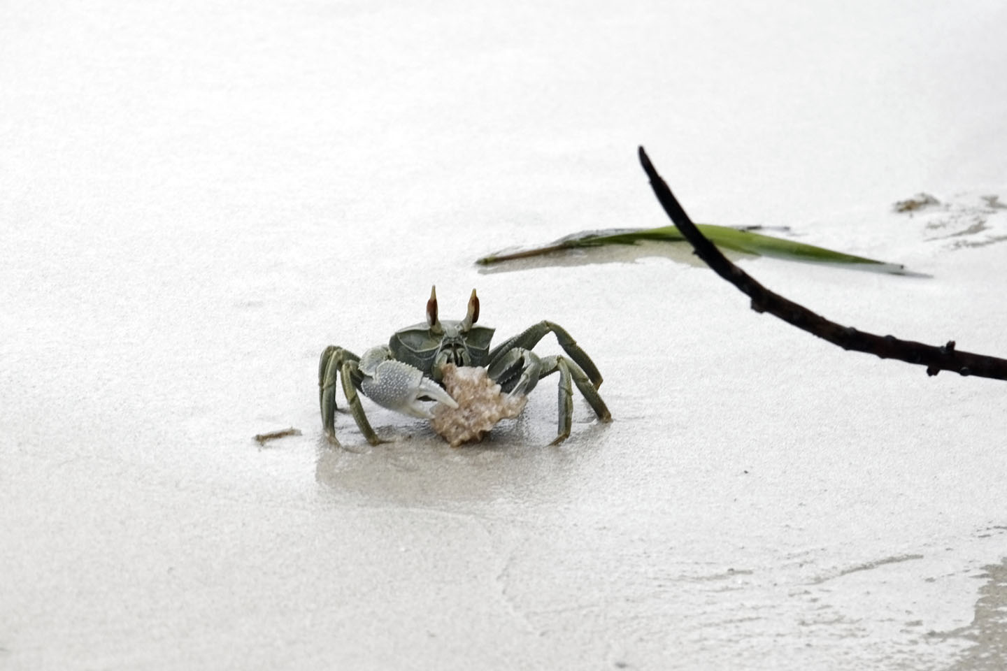 Bild 5: Grüne Krabbe | Green Crab