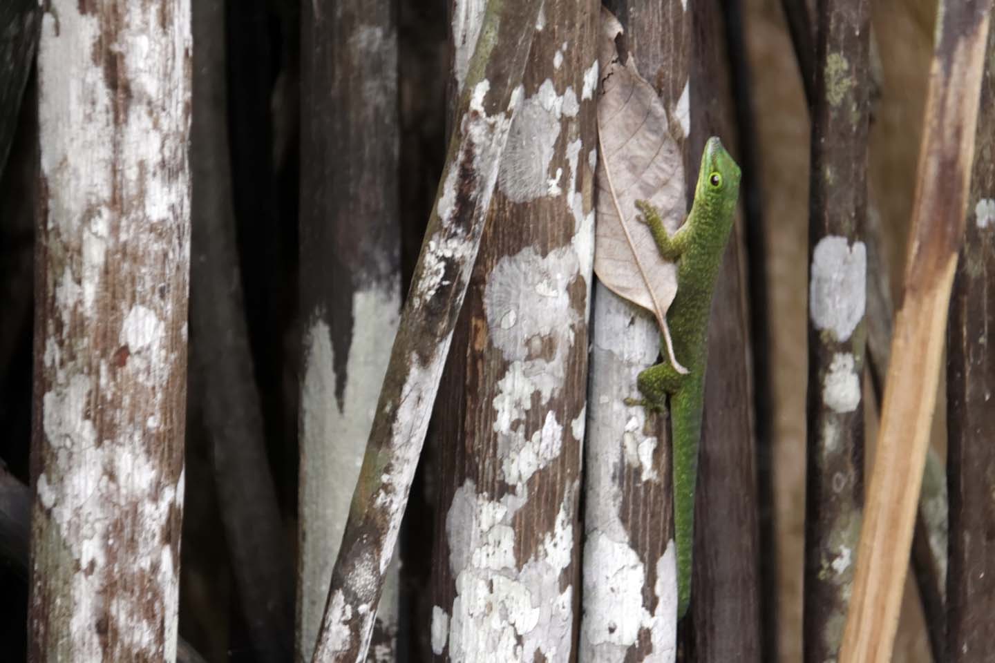 Bild 7: Taggecko im Vallée de Mai | Day Gecko