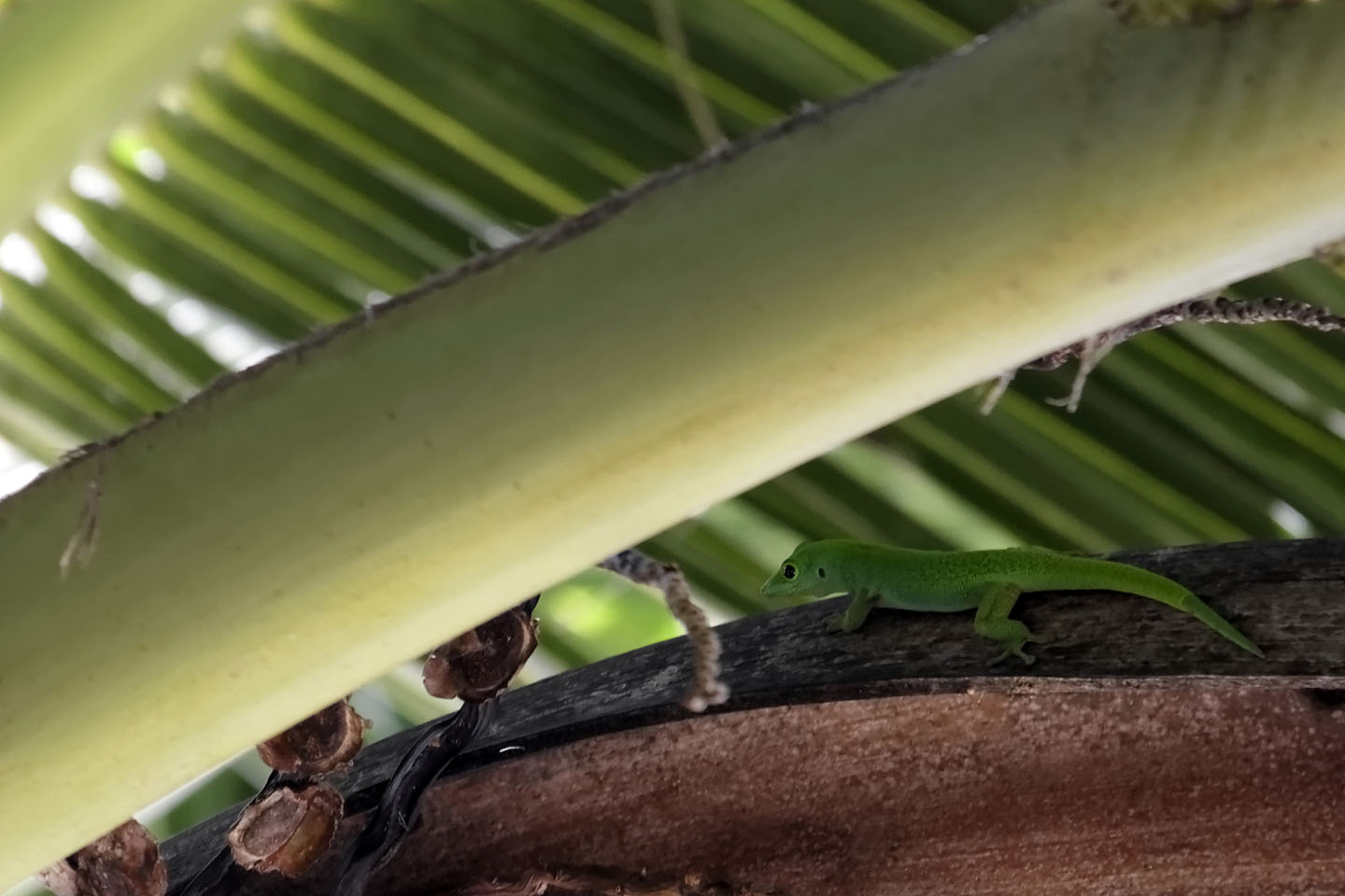 Bild 9: Taggecko | Day Gecko