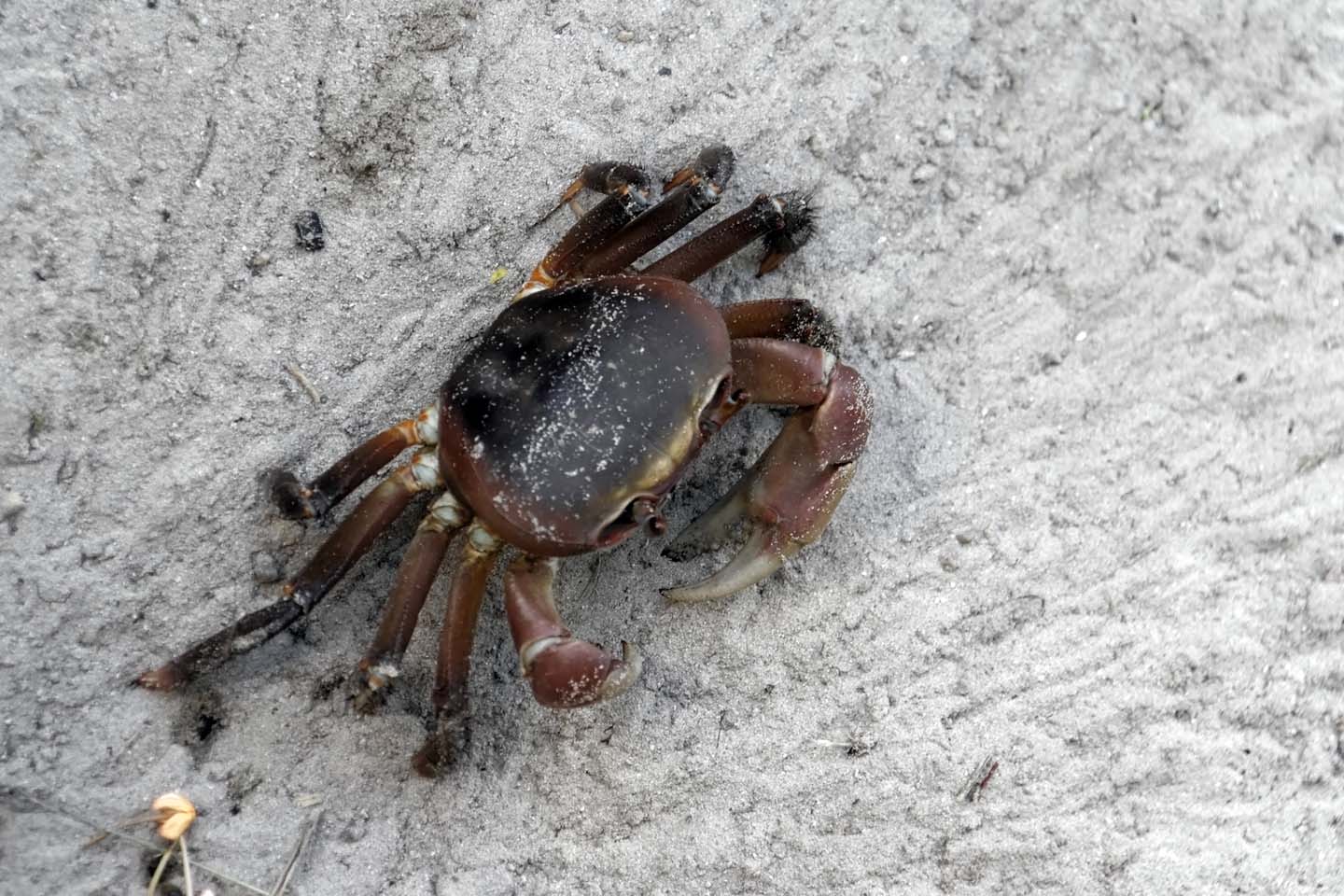 Bild 16: Krabbe | Crab