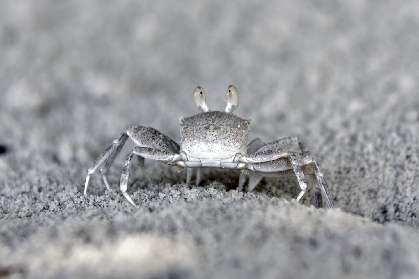 Bild 34: Weiße Sandkrabe | Crab
