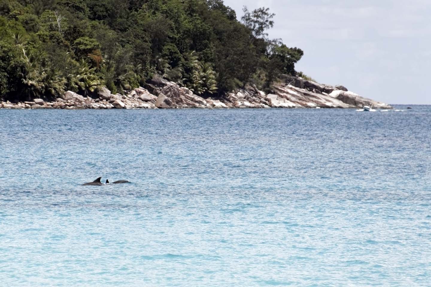 Bild 36: Delphine in der Anse Lazio | Dolphins