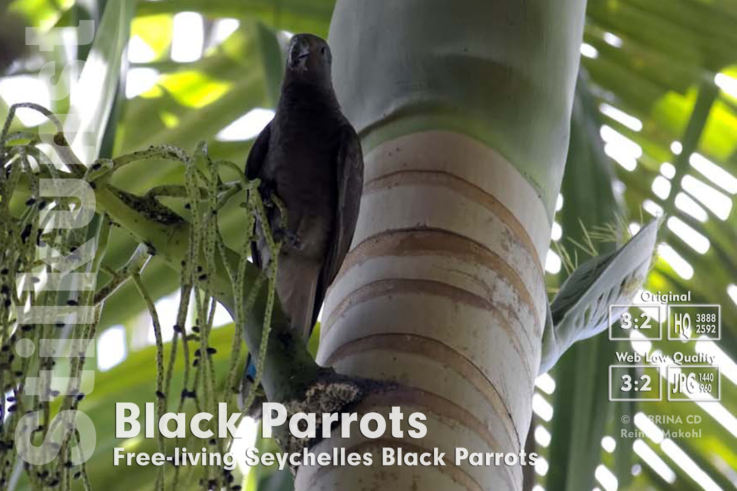Seychells Black Parrots, Praslin/Seychellen