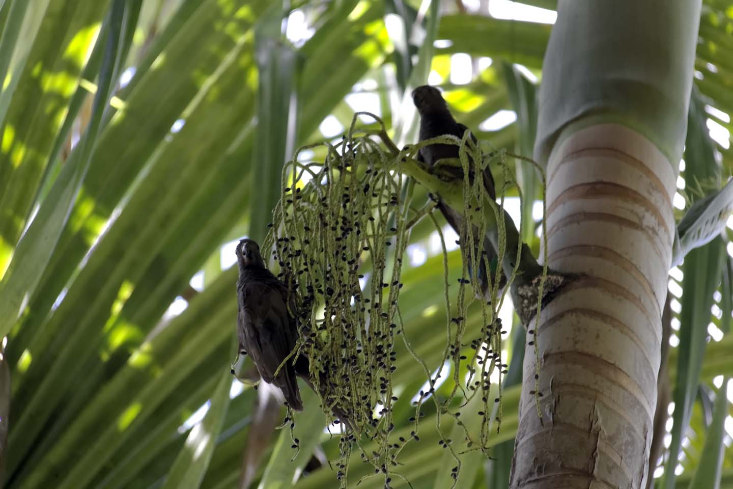 Bild 1: Seychells Black Parrots, Praslin/Seychellen