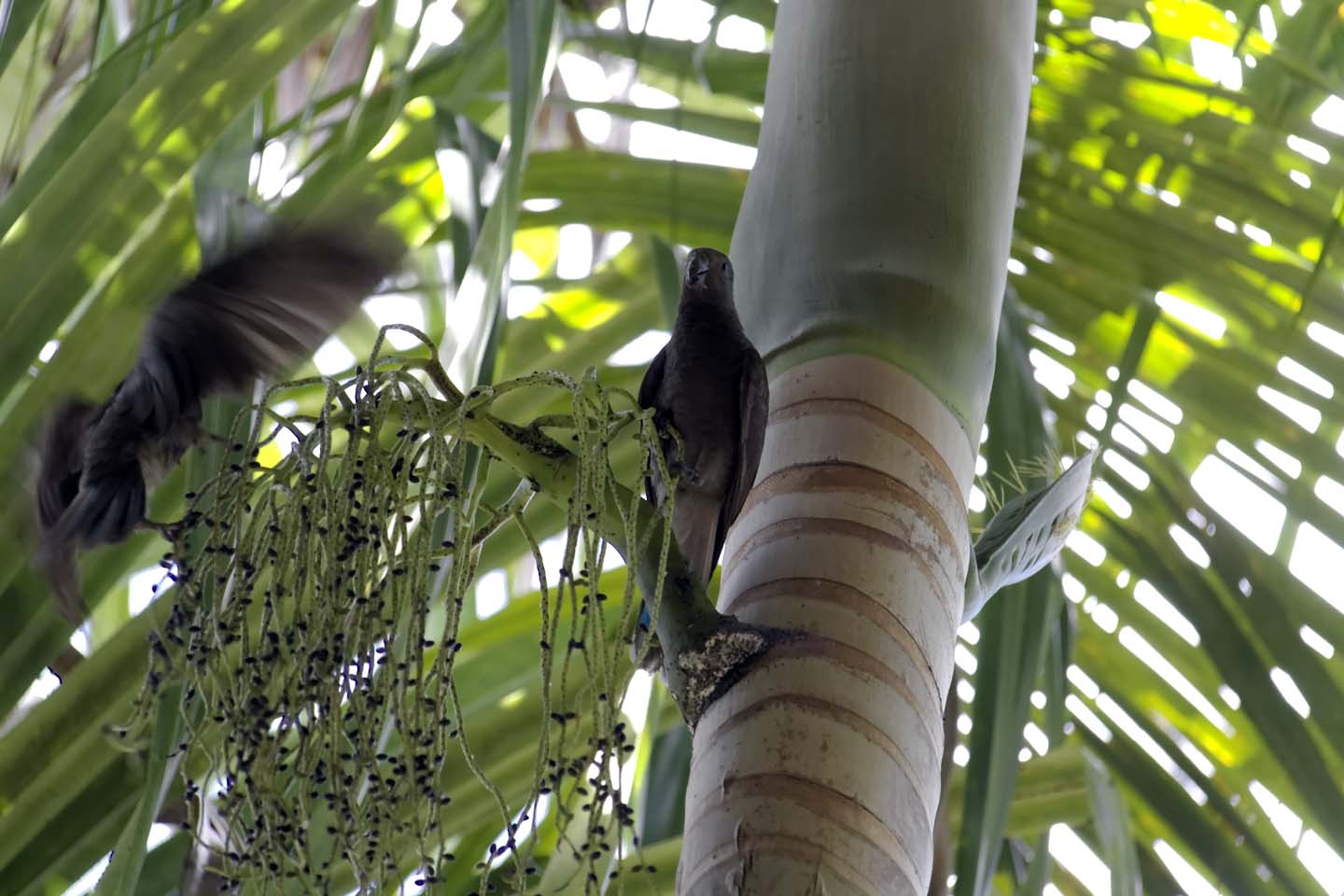 Bild 2: Seychells Black Parrots, Praslin/Seychellen