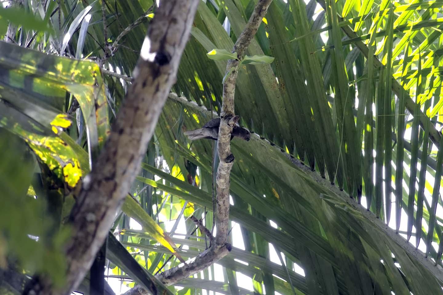Bild 5: Seychells Black Parrots, Praslin/Seychellen