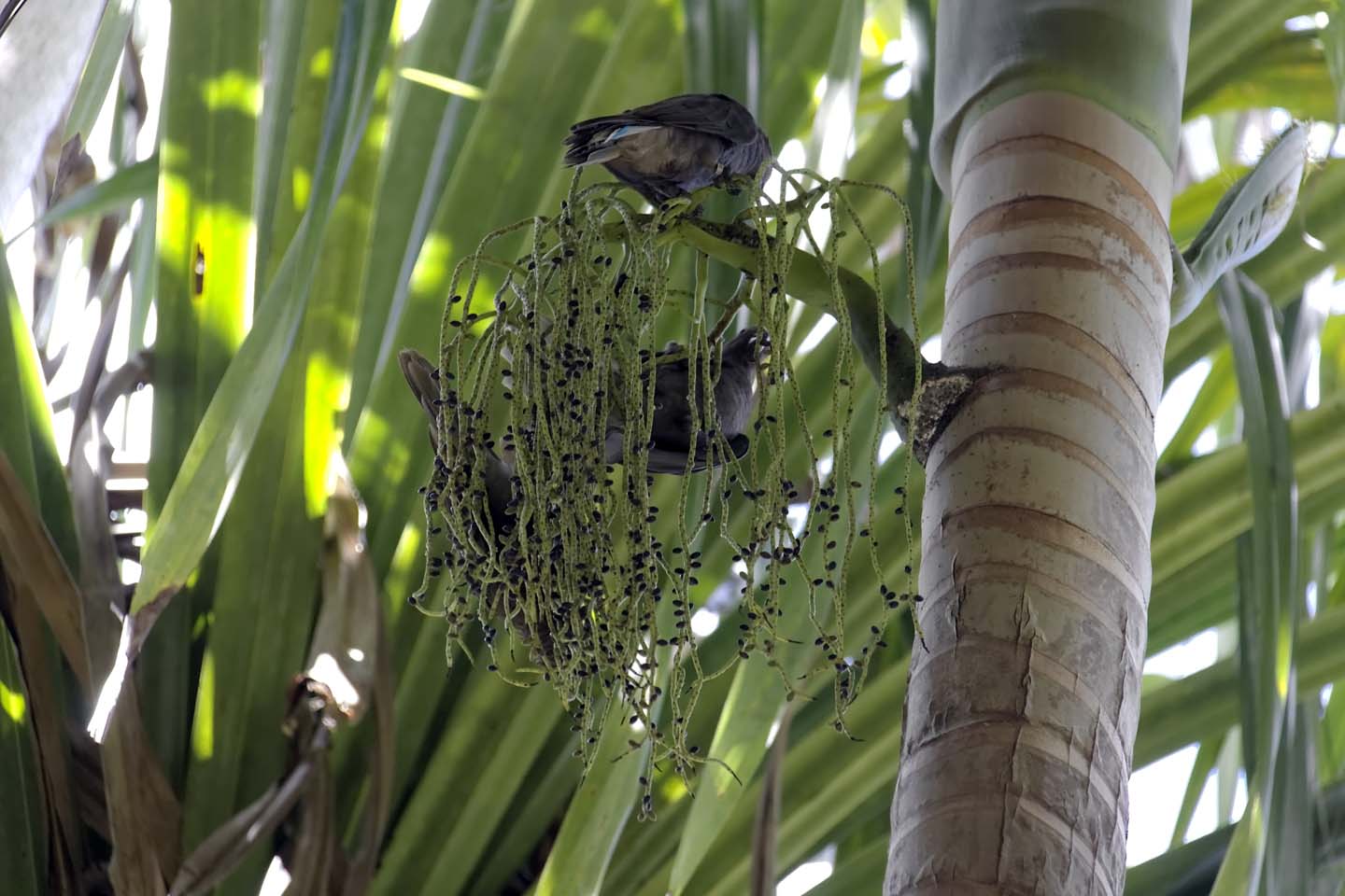 Bild 6: Seychells Black Parrots, Praslin/Seychellen