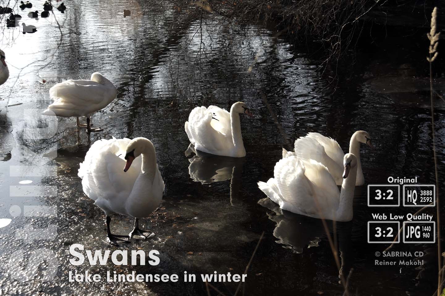 Schwäne | Swans 