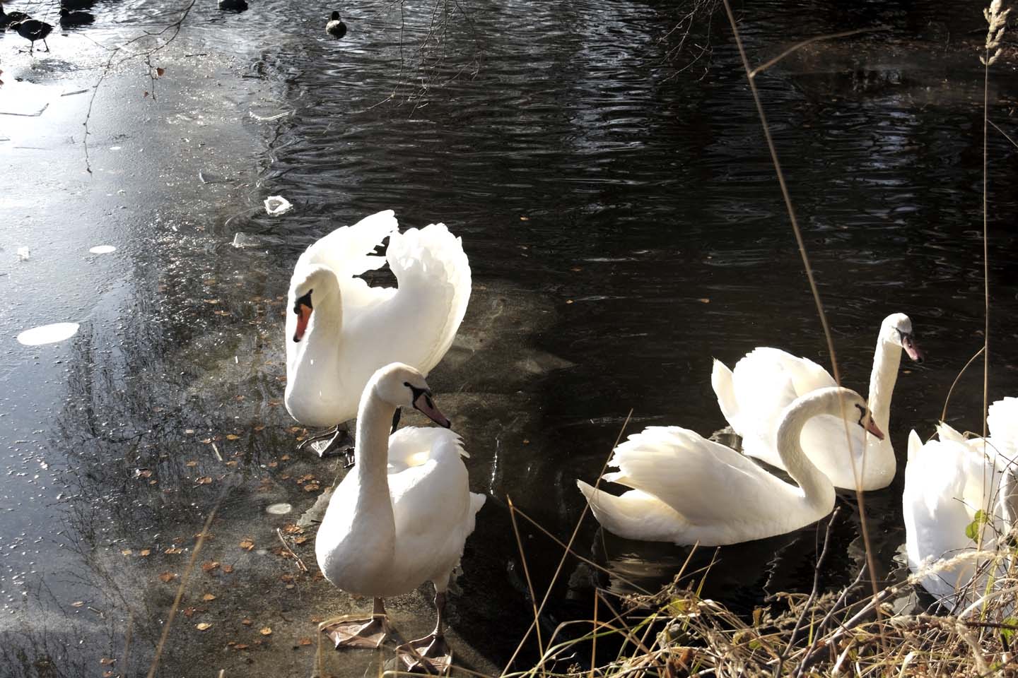 Bild 5: Schwäne | Swans