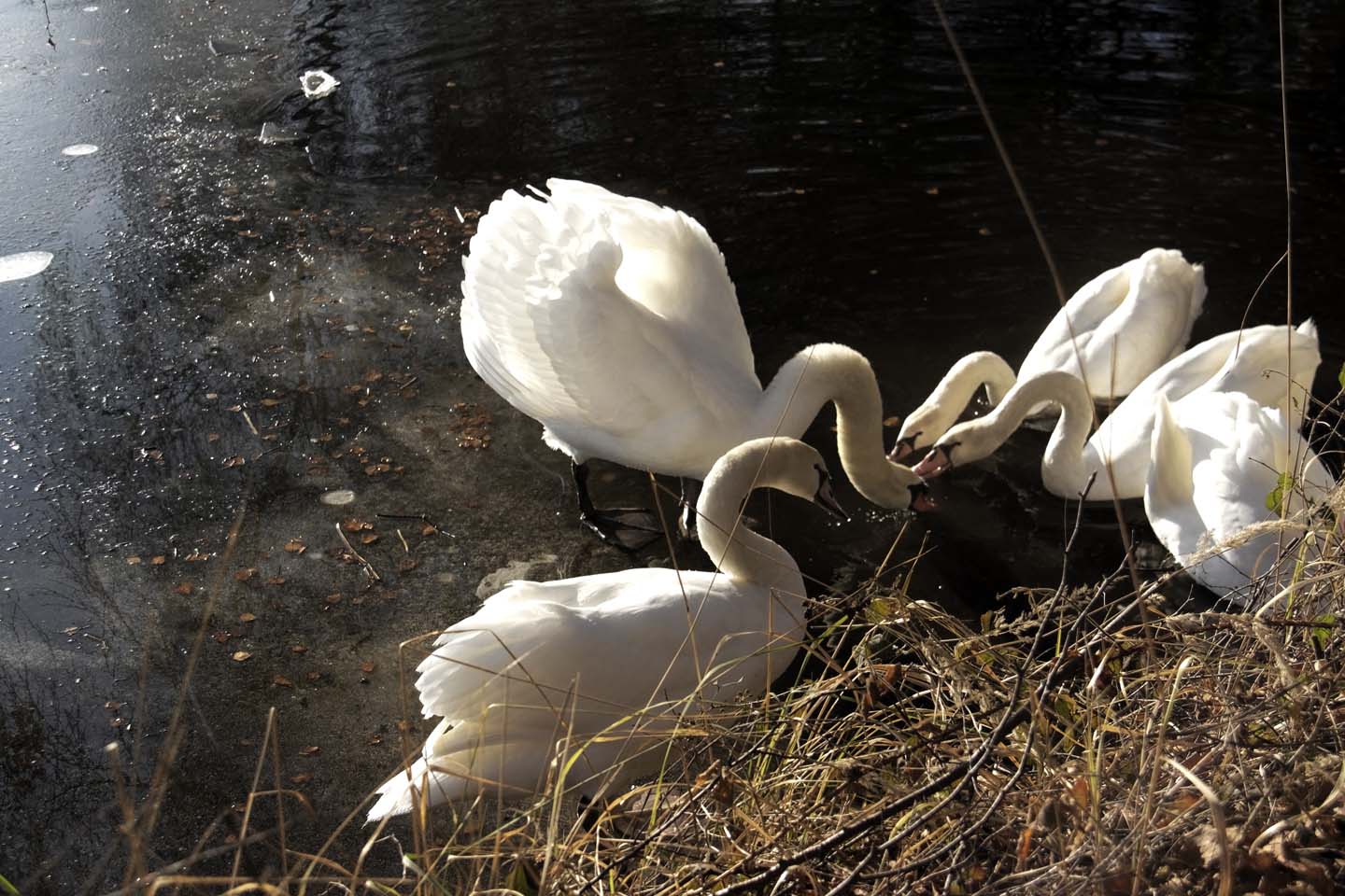Bild 6: Schwäne | Swans