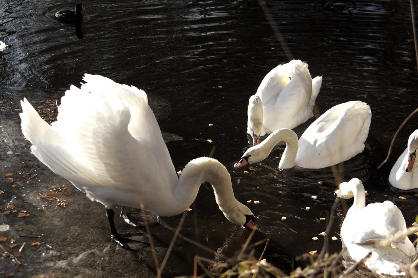 Bild 7: Schwäne | Swans