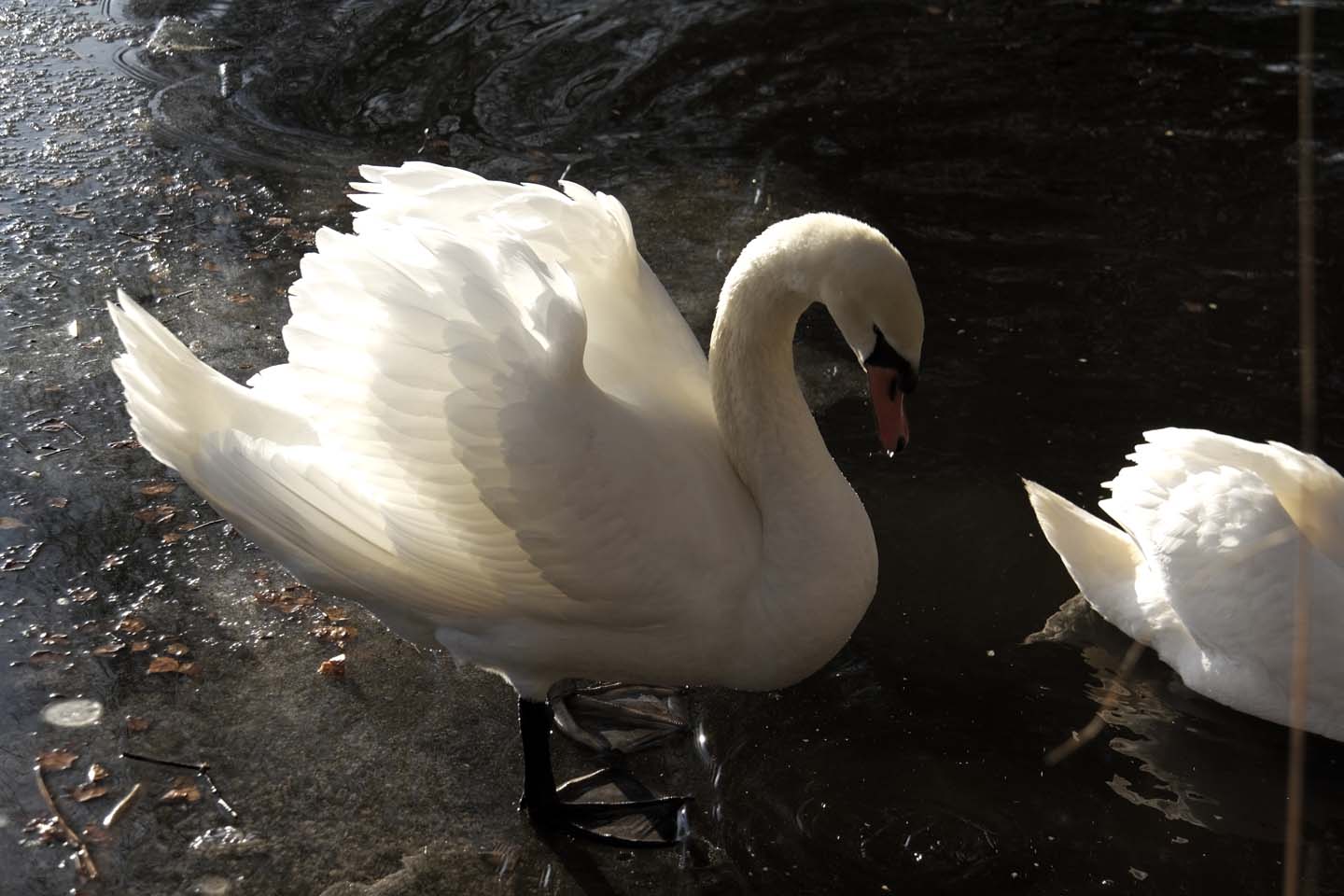 Bild 8: Schwäne | Swans