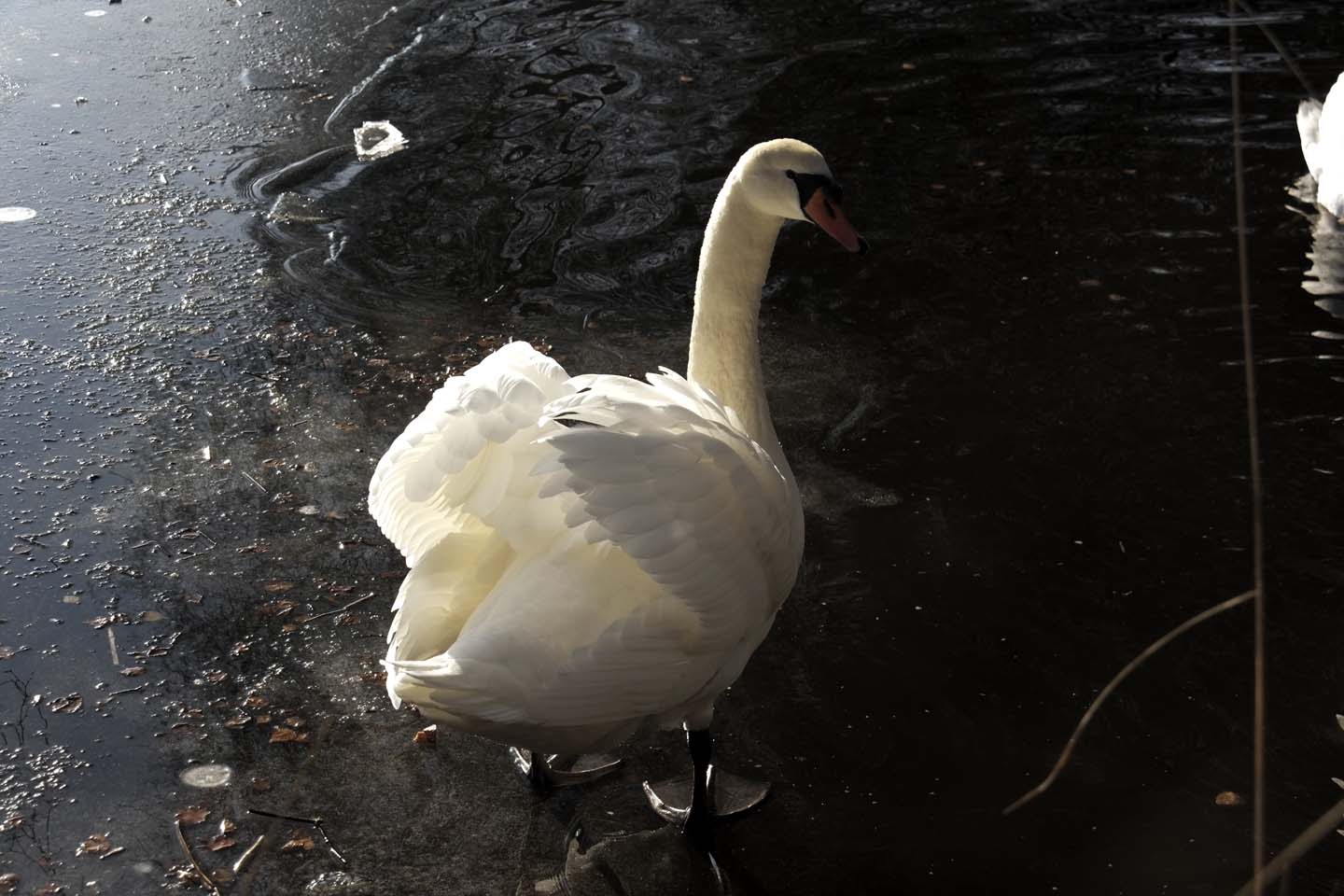 Bild 10: Schwäne | Swans