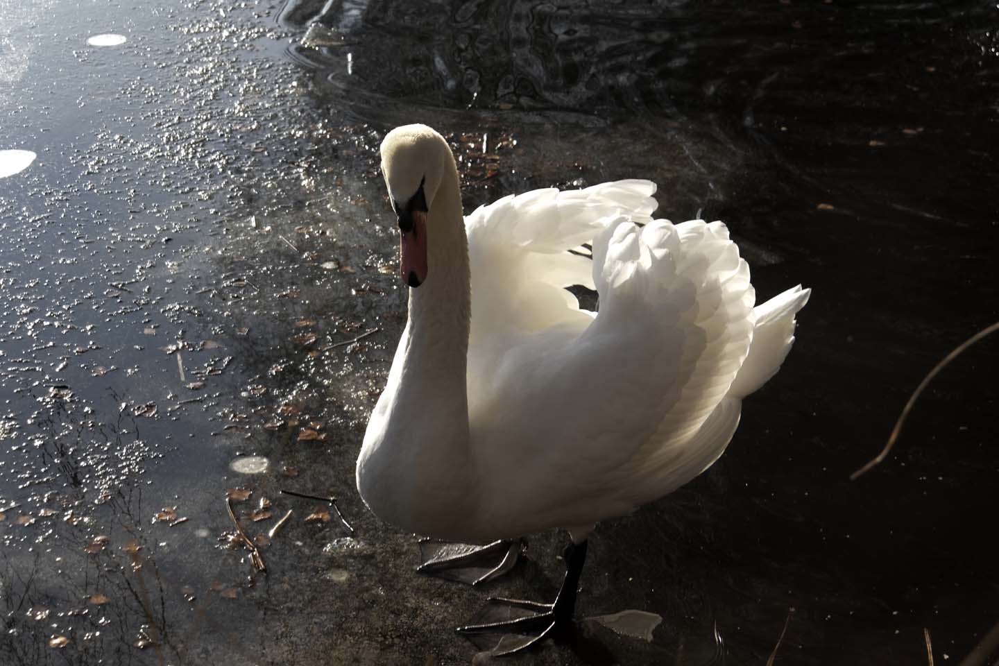 Bild 11: Schwäne | Swans