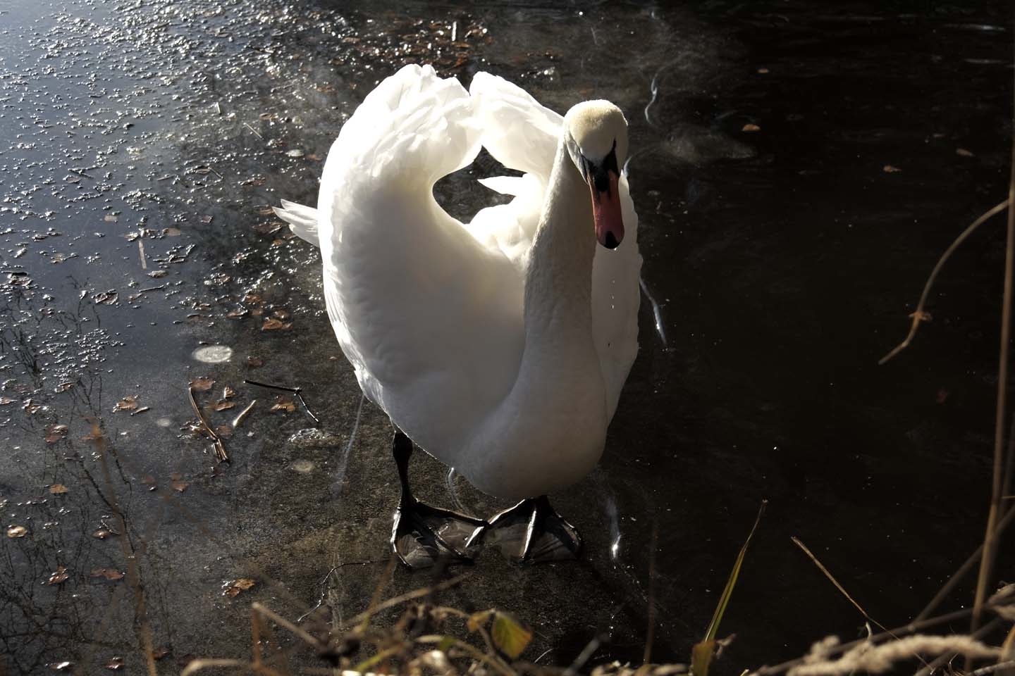 Bild 12: Schwäne | Swans