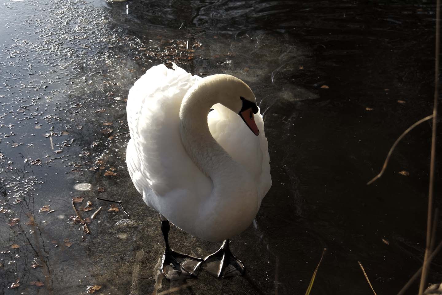 Bild 13: Schwäne | Swans