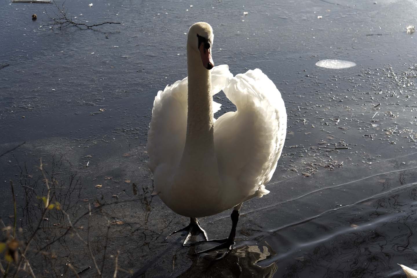Bild 14: Schwäne | Swans