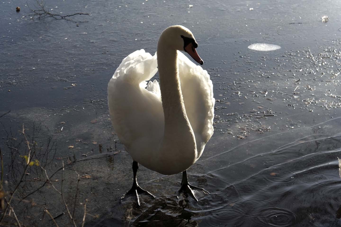 Bild 15: Schwäne | Swans
