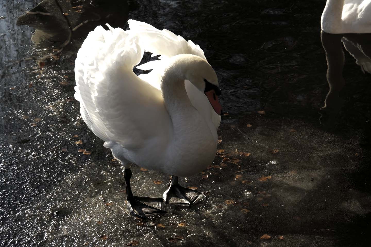 Bild 16: Schwäne | Swans