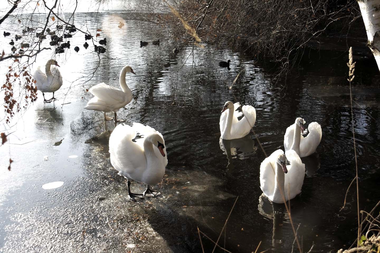 Bild 17: Schwäne | Swans